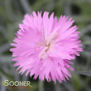 MOUNTAIN MIST DIANTHUS