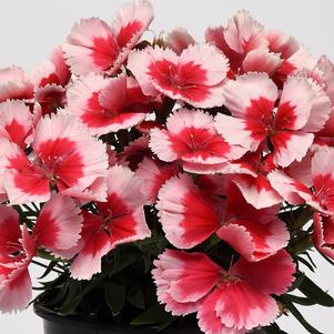 CORONET™ STRAWBERRY DIANTHUS