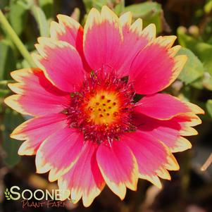 SUNSET POPSY BLANKET FLOWER