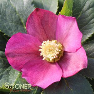 ROYAL HERITAGE LENTEN ROSE