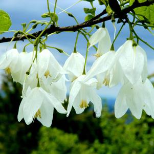 LARGE FLOWERED SILVERBELL