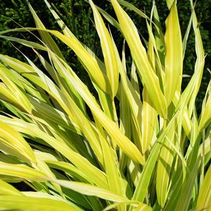 LEMON ZEST VARIEGATED JAPANESE FOREST GRASS