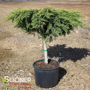 DAUB'S FROSTED JUNIPER PATIO TREE