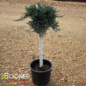 BLUE CHIP JUNIPER PATIO TREE