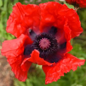 BEAUTY OF LIVERMERE ORIENTAL POPPY