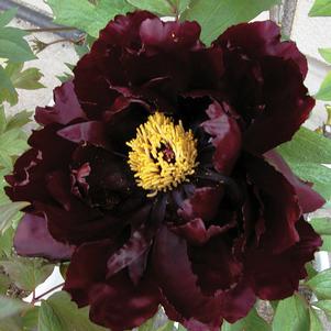 KAOUKAMON TREE PEONY