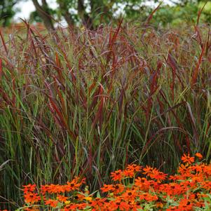 RUBY RIBBONS™ SWITCH GRASS