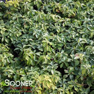 GREEN SHEEN PACHYSANDRA