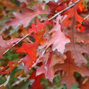 NORTHERN PIN OAK