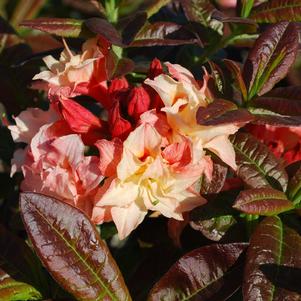 CANNON'S DOUBLE DECIDUOUS AZALEA