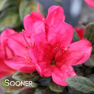 PERFECTO MUNDO® RED AZALEA