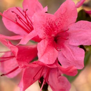 AUTUMN CHEER® ENCORE® AZALEA