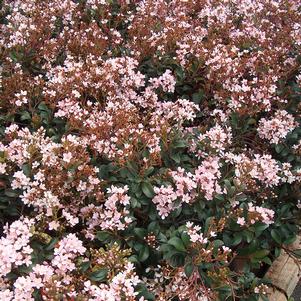 DWARF PINK INDIAN HAWTHORN