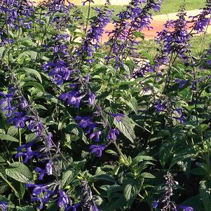 BLACK & BLOOM ANISE SALVIA