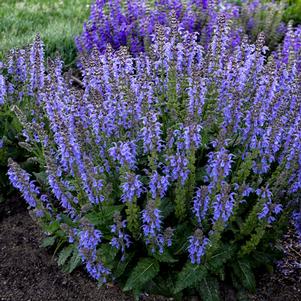 TIDAL POOL MEADOW SAGE