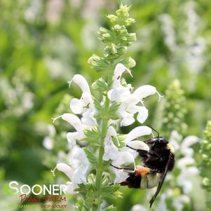 WHITE PROFUSION MEADOW SAGE