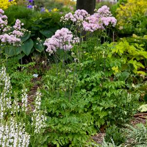 COTTON CANDY MEADOW RUE