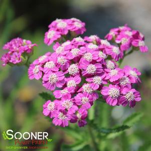 FIREFLY AMETHYST YARROW