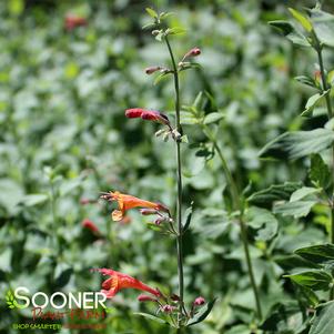 CORONADO RED® HYSSOP