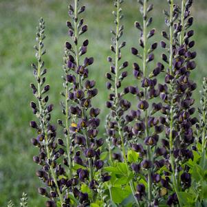 DECADENCE® DUTCH CHOCOLATE FALSE INDIGO