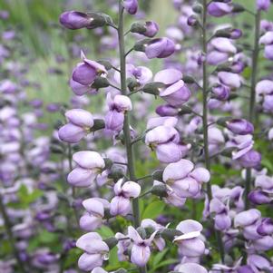 PURPLE SMOKE WILD INDIGO