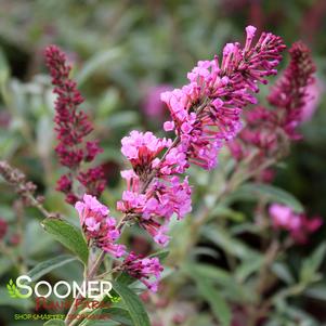 BUTTERFLY TOWERS™ MAGENTA BUTTERFLY BUSH