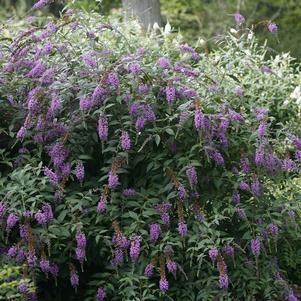 INSPIRED VIOLET™ BUTTERFLY BUSH