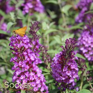 BUZZ® PURPLE BUTTERFLY BUSH