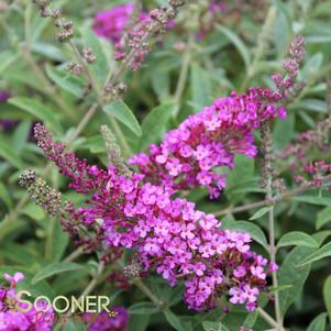 BUZZ® MAGENTA BUTTERFLY BUSH