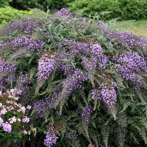 LILAC CASCADE BUTTERFLY BUSH