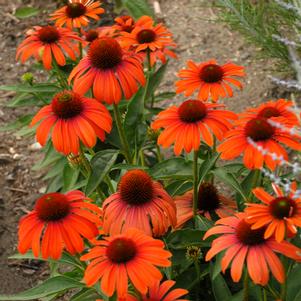 BUTTERFLY™ JULIA CONEFLOWER