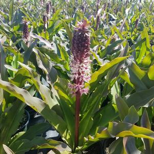 SPARKLING BURGUNDY PINEAPPLE LILY