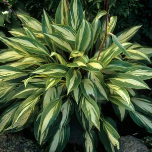 CHERRY BERRY HOSTA