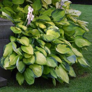 GOLD STANDARD HOSTA