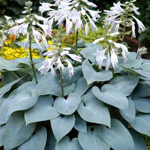 BULLETPROOF HOSTA