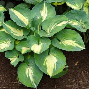 DREAM QUEEN HOSTA