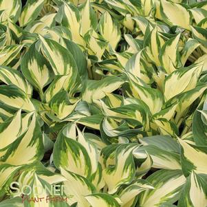 FIRE & ICE HOSTA