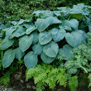 BLUE ANGEL HOSTA