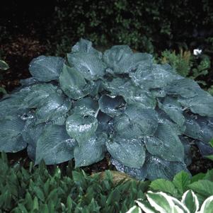 BLUE MAMMOTH HOSTA