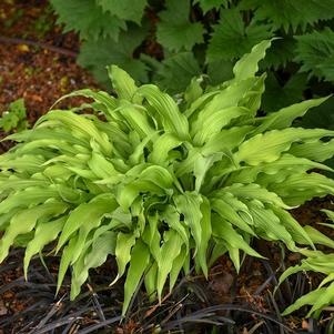 CURLY FRIES HOSTA