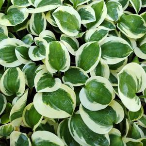 BRIM CUP HOSTA