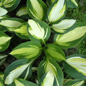 COLOR FESTIVAL HOSTA