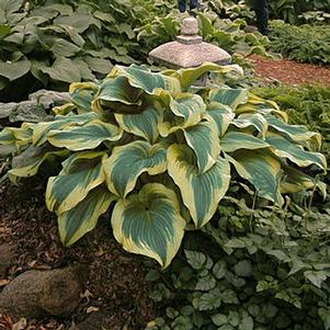 AUREOMARGINATA HOSTA