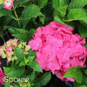 FOREVER & EVER® RED SENSATION HYDRANGEA