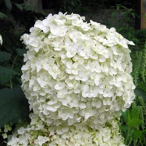 LIL' ANNIE™ HYDRANGEA