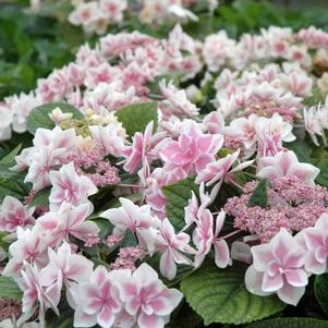 STAR GAZER HYDRANGEA