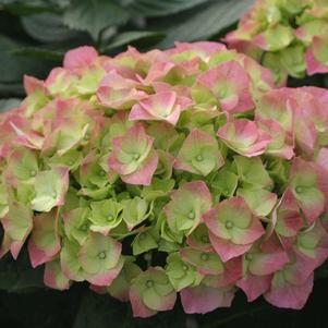 CITYLINE® BERLIN HYDRANGEA