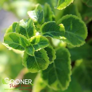 MIRANDA CLIMBING HYDRANGEA