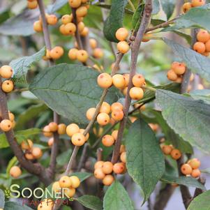 WINTER GOLD WINTERBERRY HOLLY