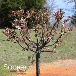 CORALBURST CRABAPPLE